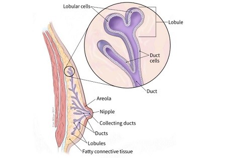 male-breast